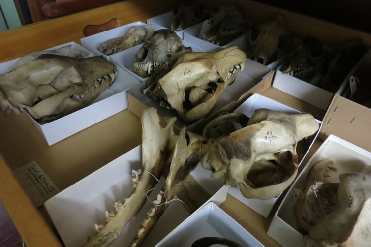 Thylacine skulls, from the collections of the Natural History Museum, London.
