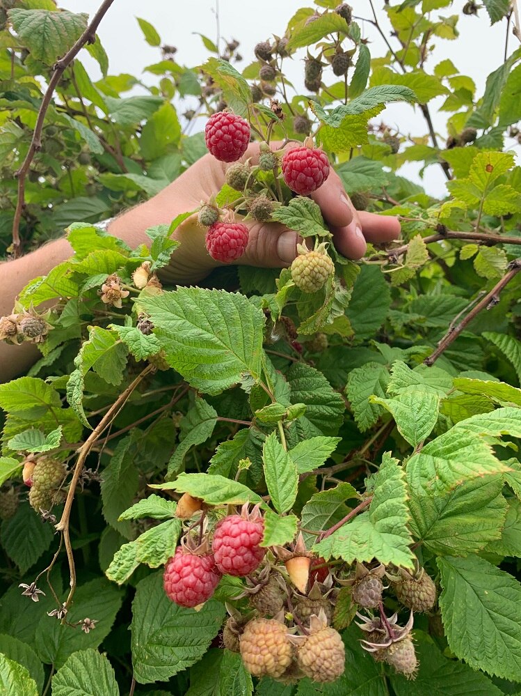Cold and windy weather leads to a delay in the berry harvest - ABC listen