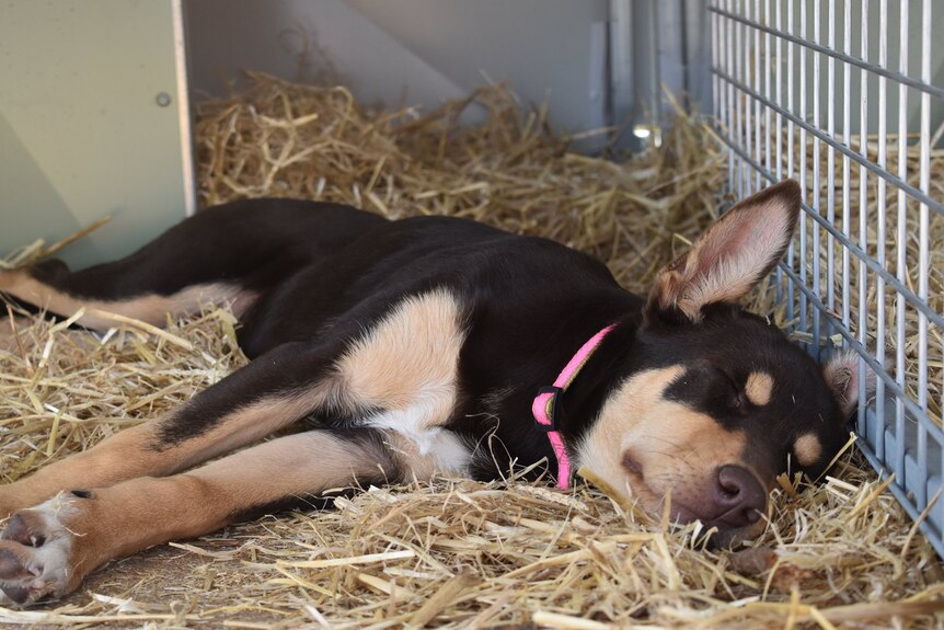 puppy dog sleeping in hay
