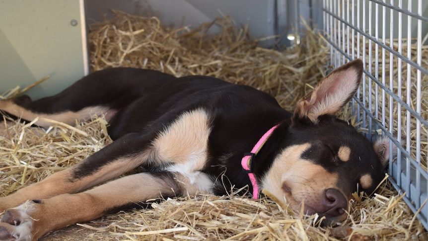 A puppy dog sleeping in hay.