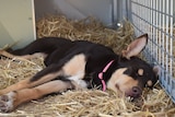 A puppy dog sleeping in hay.