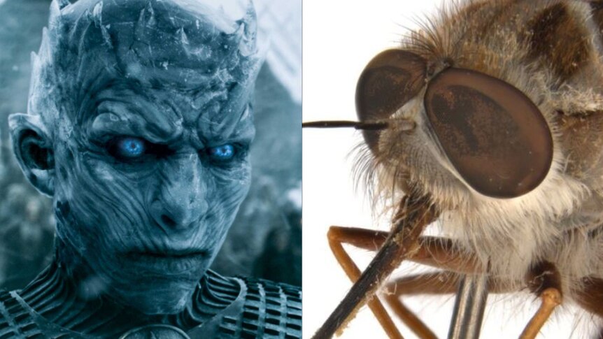 Night King from The Game of Thrones (left) and bee fly Paramonovius nightking.