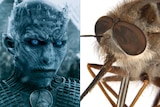 Night King from The Game of Thrones (left) and bee fly Paramonovius nightking.