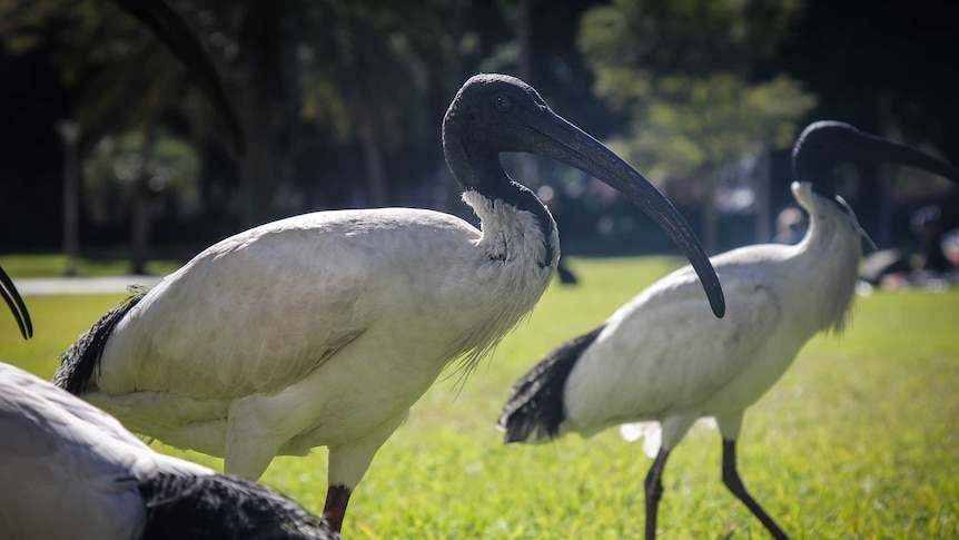 Three ibis in an inner city Sydney park.