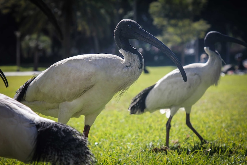 Three ibises on grass in a park.