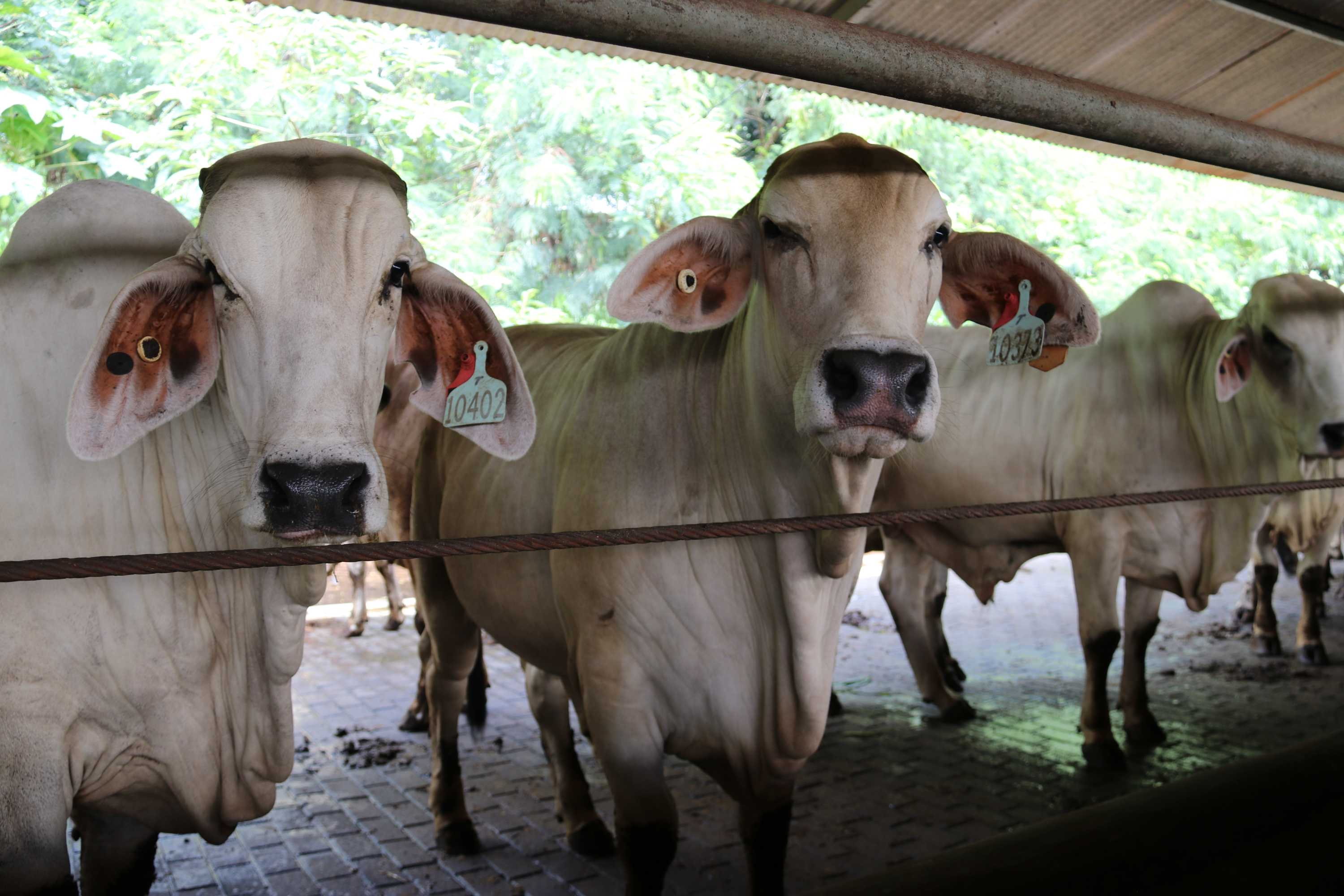Online Sales Of Australian Beef In Indonesia A Way To Boost Live Cattle Trade Abc News