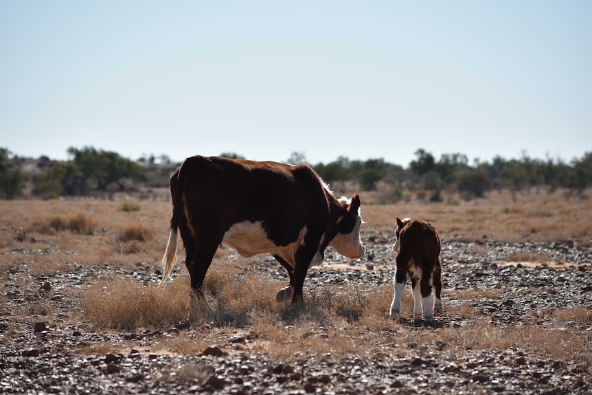 Two cows walk across stony ground with trees in the background.