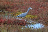 A grey coloured bird among red wetlands.