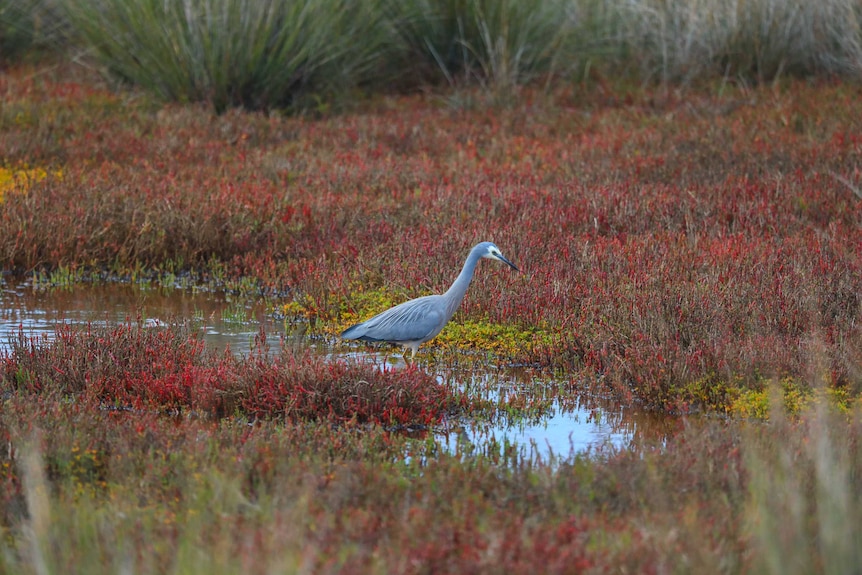 A grey coloured bird among red wetlands.