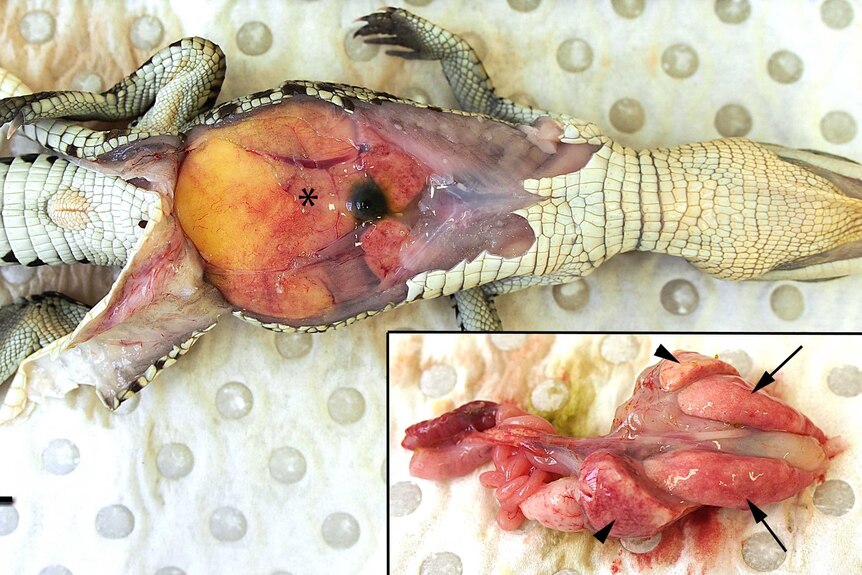 Dissected hatchling demonstrated internal bacterial growth