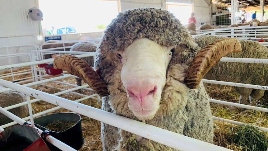 A close up photo of a ram with a full fleece and curled horns