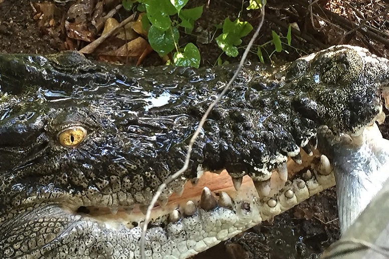 Happy croc