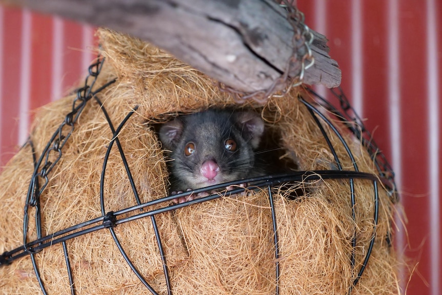 A possum peers through a hole through its habitat at the possum finishing school. 