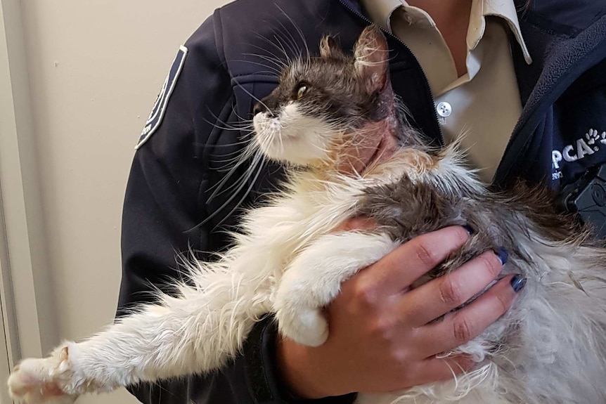 Milly the cat healing after being set on fire