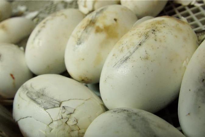 Photo of crocodile eggs