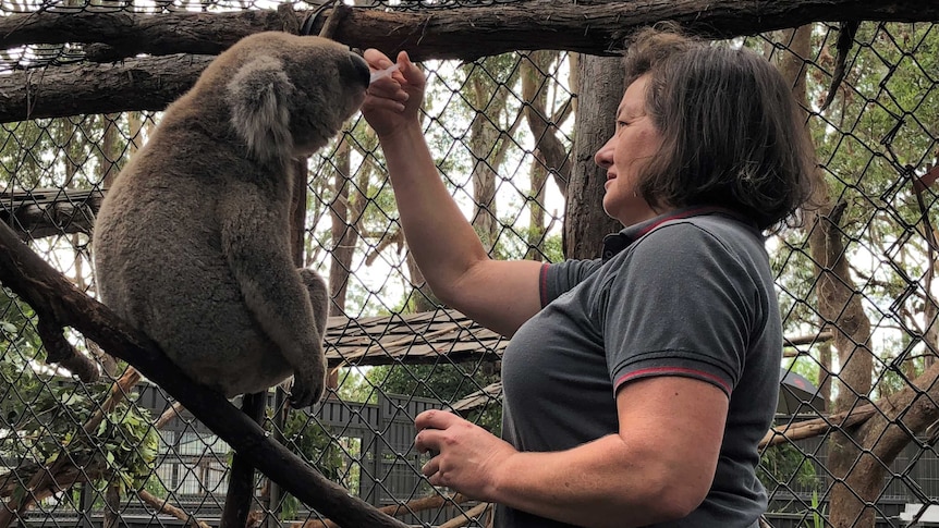 A woman feeds a koala with her hand in an enclosure at an animal sanctuary.