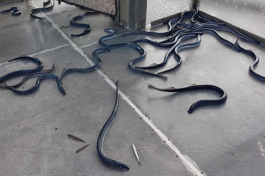 Lampreys in a steel box for counting.