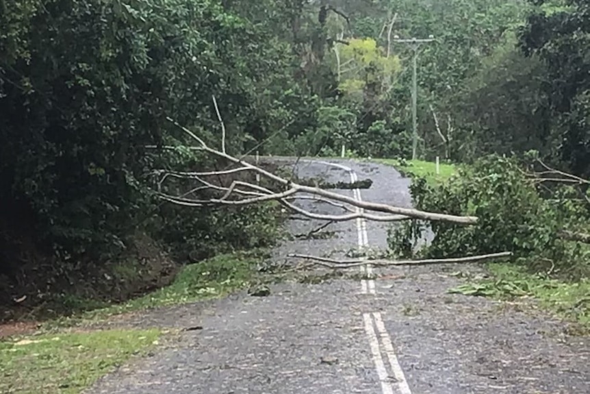 Tree and powerlines down at Bramston Beach.