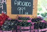 Avocados at local markets in Central Queensland are as cheap as 99 cent per avocado.