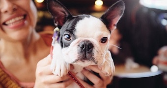 A French bulldog being held up to a camera by a pair of hands for a close up picture.