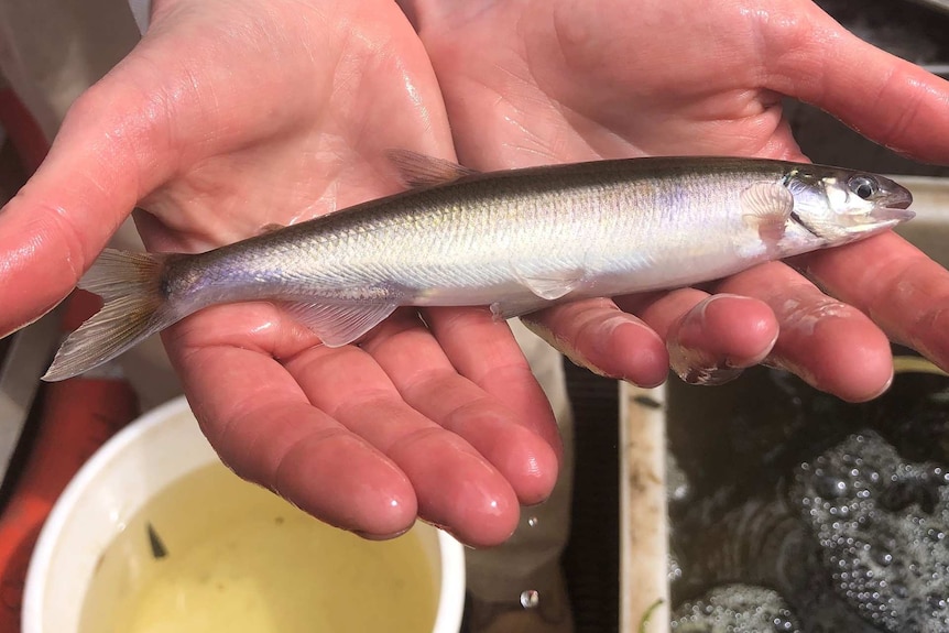 A grey and white fish being held in someone's hands.