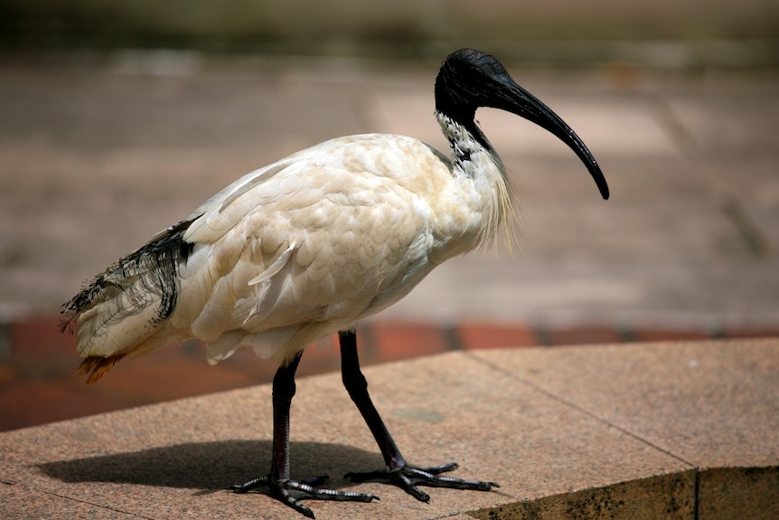 White ibis on concrete.