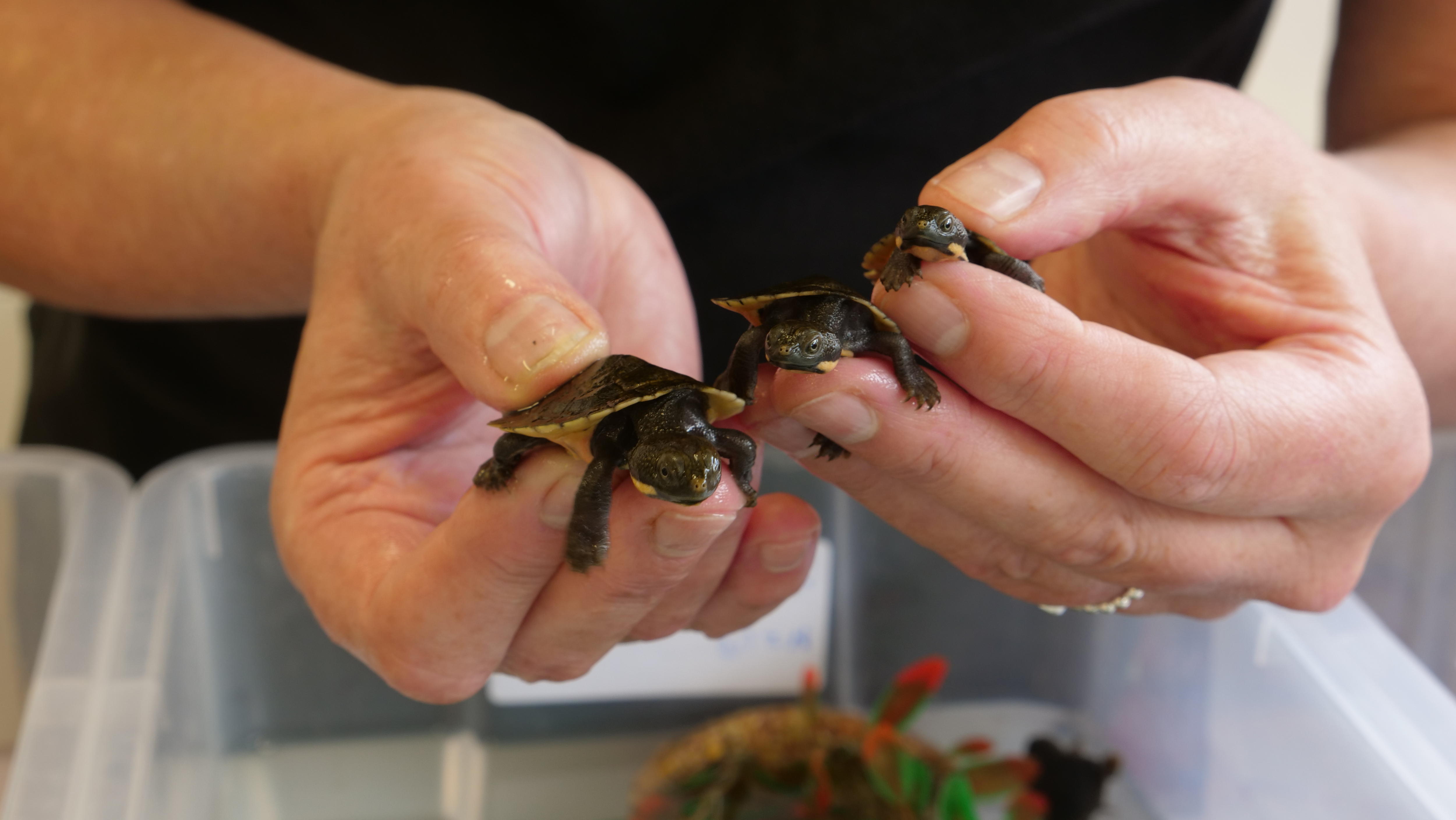 Two smaller bells turtles are held next to a bigger one