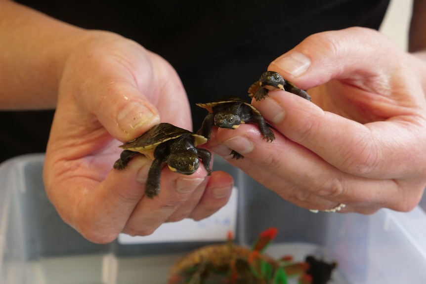 Two smaller bells turtles are held next to a bigger one