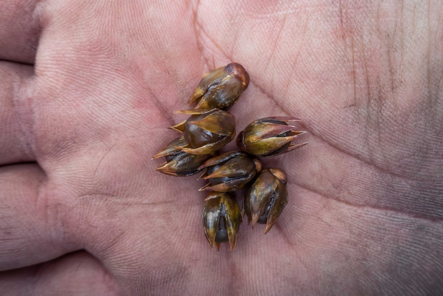 A close up of wild "five corners" berries from an endangered banksia held