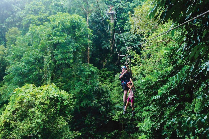 In a lush green forest, a man and girl and individually harnessed as they swing across a flying fox suspended in the air.