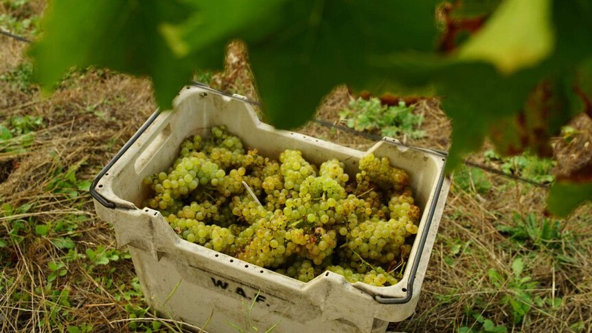 White wine grapes sitting in a crate.