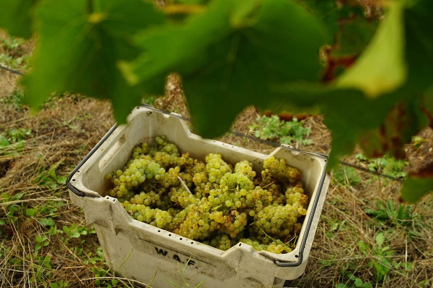 White wine grapes sitting in a crate.