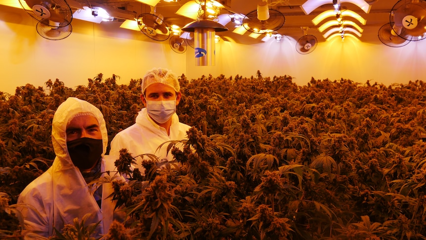 Two men in protective suits and masks stand amid a huge indoor cannabis crop.