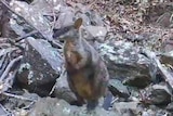 Brush-tailed rock wallaby