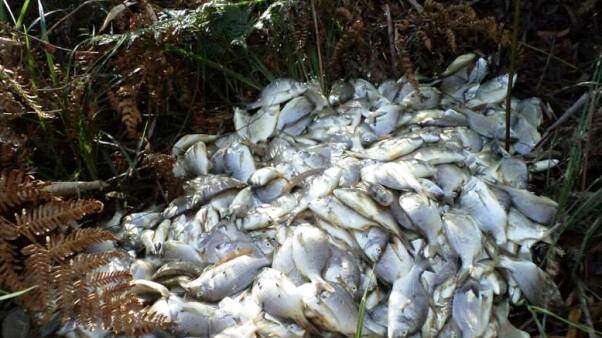 The dumped fish in bushland at Seal Rocks.