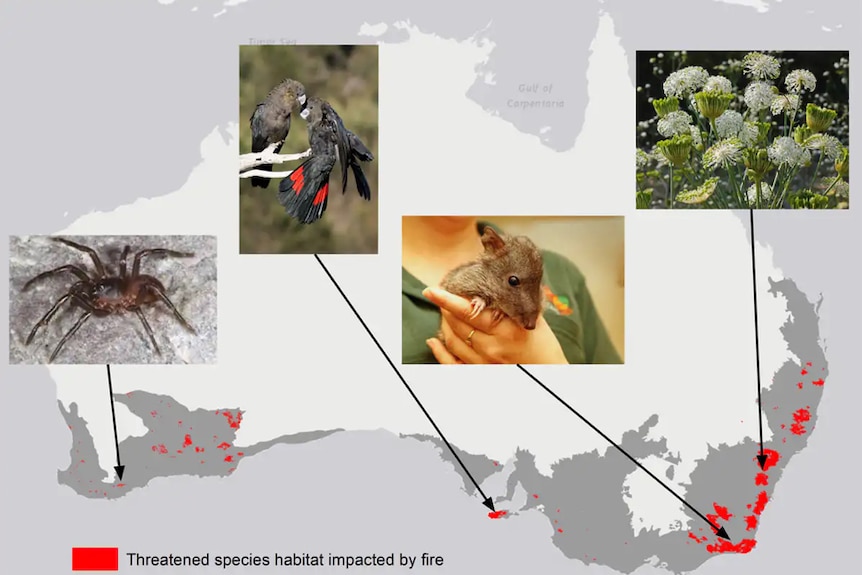 A map of Australia showing areas of habitat hit by fire.