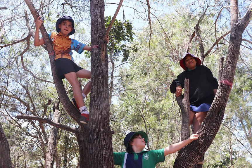 Three primary school students at Berrinba East State School climb trees as part of the new outdoor lessons.