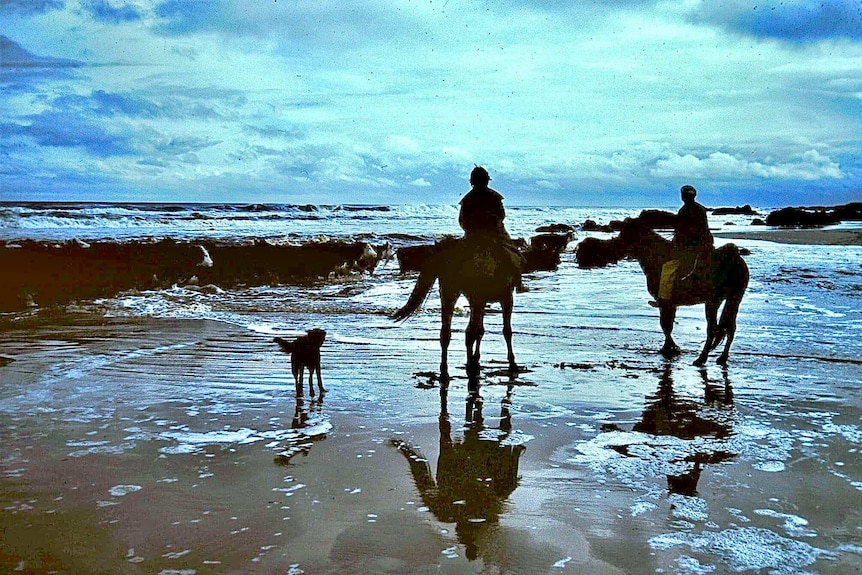 Two riders on horseback and a dog on a beach with low waves coming in and hundreds of cows walking ahead