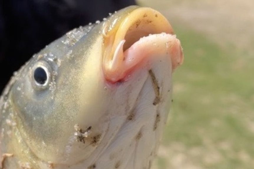 A dead fish with rubbery lips.