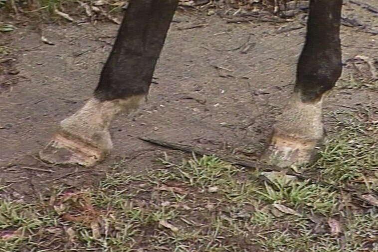 A pair of horse's hooves with white and brown hair on the legs.