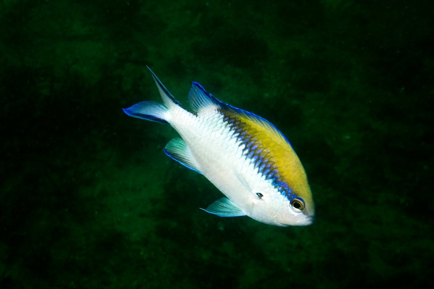 A brightly coloured tropical fish, with silver underbelly, electric blue band stretching from tip to tail & yellow above that 