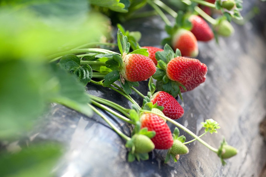 A close-up image of strawberries growing on a vine, for a piece about choosing, storing and cooking strawberries.