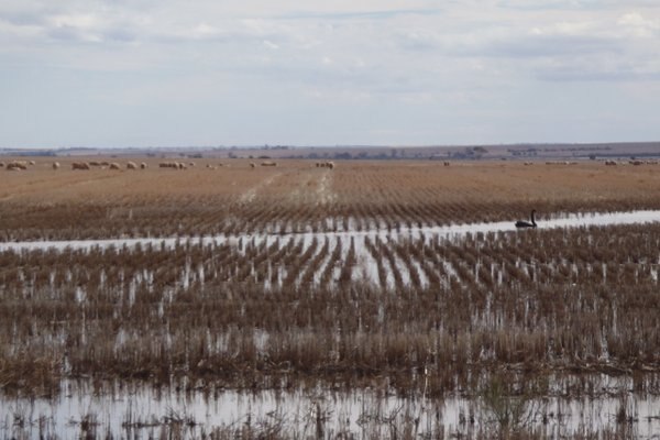 Heavy rain in Western Australian agricultural region