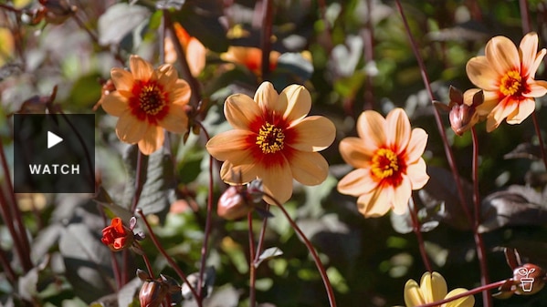 Orange dahlia flowers growing in a garden. Has Video.