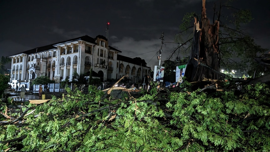 A large, tropical tree lies damaged on a dark street near a colonial-style white building.