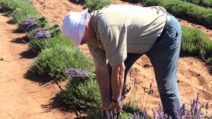 Lavender grower Mario Centofanti tending to his lavender plants in the Riverland