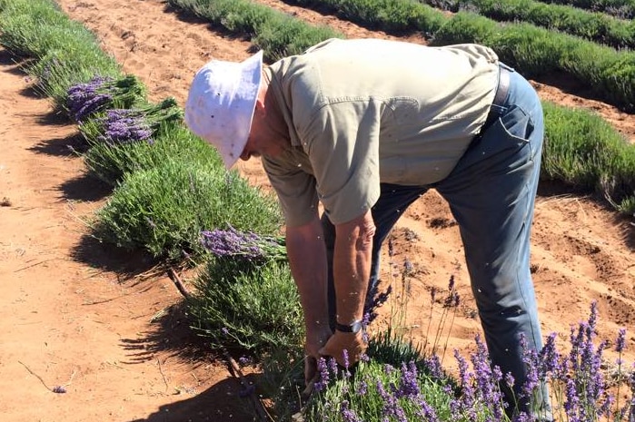 Lavender grower Mario Centofanti tending to his lavender plants in the Riverland