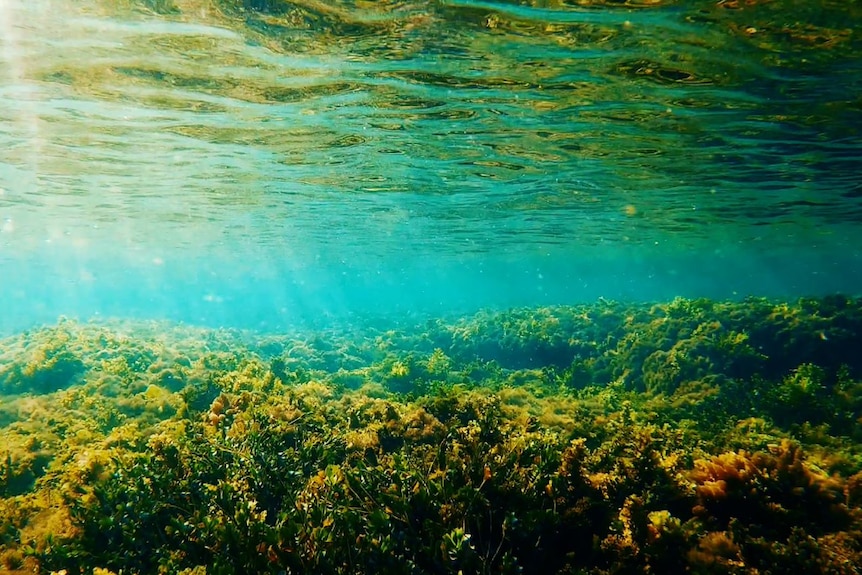 Underwater reef bed