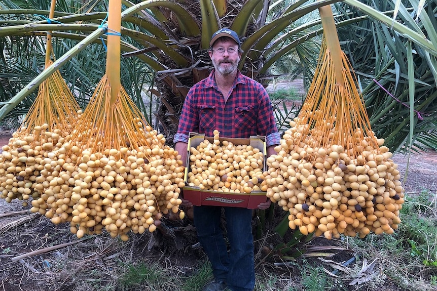 Dave Reilly holding up a box of Barhi dates among other date stalks in his plantation.