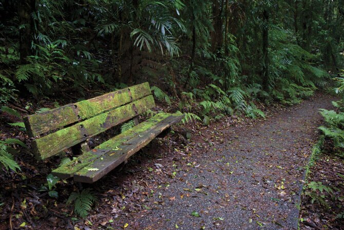 Subtropical rainforest Wonga Walk, Dorrigo National Park